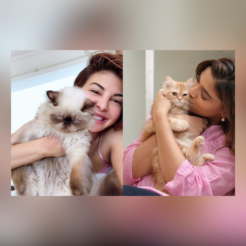 Bollywood Cat Moms