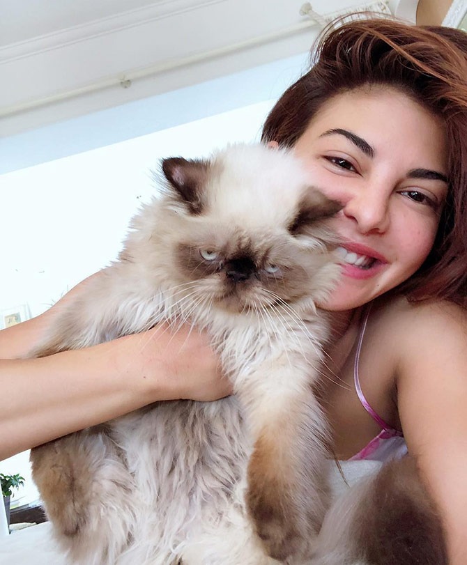 Jacqueline Fernandez pet cats
